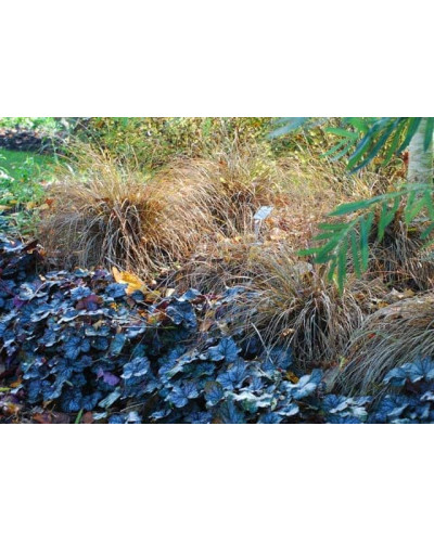 Осока жгутикова (карекс) ‘Аубурн’|Carex flagellifera ‘Auburn’|Осока жгутиковая (карекс) ‘Аубурн’