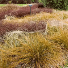 Осока жгутикова (карекс) ‘Аубурн’|Carex flagellifera ‘Auburn’|Осока жгутиковая (карекс) ‘Аубурн’
