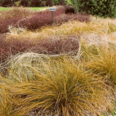 Осока жгутикова (карекс) ‘Аубурн’|Carex flagellifera ‘Auburn’|Осока жгутиковая (карекс) ‘Аубурн’