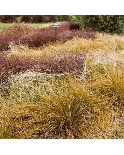 Осока жгутикова (карекс) ‘Аубурн’|Carex flagellifera ‘Auburn’|Осока жгутиковая (карекс) ‘Аубурн’