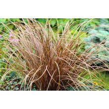 Осока жгутикова (карекс) ‘Аубурн’|Carex flagellifera ‘Auburn’|Осока жгутиковая (карекс) ‘Аубурн’