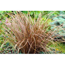 Осока жгутикова (карекс) ‘Аубурн’|Carex flagellifera ‘Auburn’|Осока жгутиковая (карекс) ‘Аубурн’