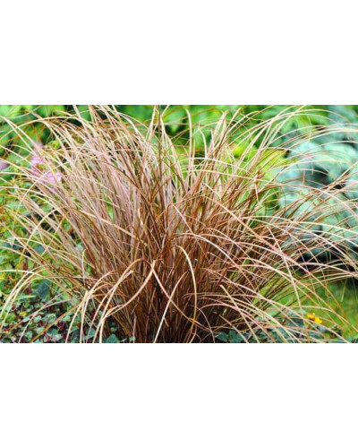 Осока жгутикова (карекс) ‘Аубурн’|Carex flagellifera ‘Auburn’|Осока жгутиковая (карекс) ‘Аубурн’