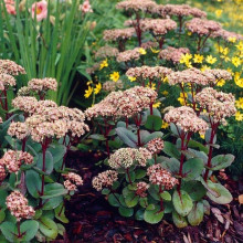 Очиток / седум гібридний Матрона | Очиток / седум гибридный Матрона | Sedum hybride Matrona
