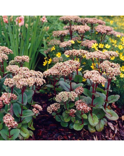 Очиток / седум гібридний Матрона | Очиток / седум гибридный Матрона | Sedum hybride Matrona