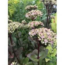 Очиток / седум гібридний Матрона | Очиток / седум гибридный Матрона | Sedum hybride Matrona