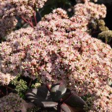Очиток / седум гібридний Матрона | Очиток / седум гибридный Матрона | Sedum hybride Matrona