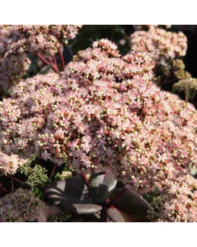 Очиток / седум гібридний Матрона | Очиток / седум гибридный Матрона | Sedum hybride Matrona