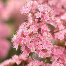 Очиток / седум гібридний Матрона | Очиток / седум гибридный Матрона | Sedum hybride Matrona
