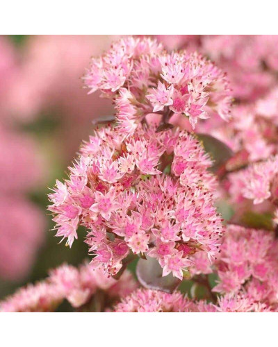 Очиток / седум гібридний Матрона | Очиток / седум гибридный Матрона | Sedum hybride Matrona