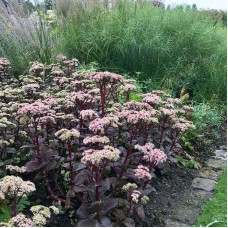 Очиток / седум гібридний Матрона | Очиток / седум гибридный Матрона | Sedum hybride Matrona