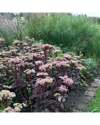 Очиток / седум гібридний Матрона | Очиток / седум гибридный Матрона | Sedum hybride Matrona