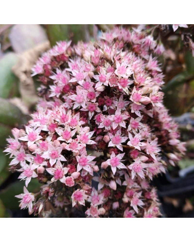 Очиток / седум гібридний Матрона | Очиток / седум гибридный Матрона | Sedum hybride Matrona