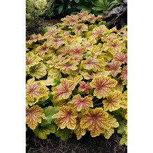 Гейхера гібридна Ред Лайт | Гейхера гибридная Ред Лайт | Heuchera hybrida Red Lightning