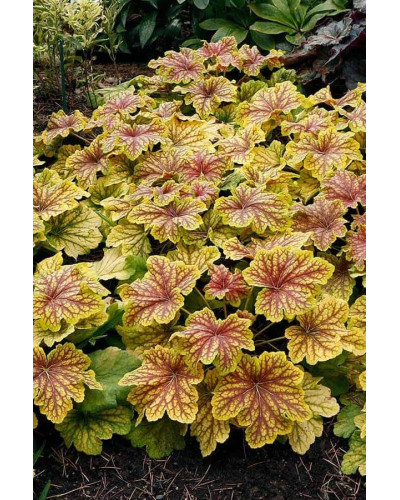 Гейхера гібридна Ред Лайт | Гейхера гибридная Ред Лайт | Heuchera hybrida Red Lightning