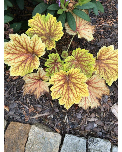 Гейхера гібридна Ред Лайт | Гейхера гибридная Ред Лайт | Heuchera hybrida Red Lightning