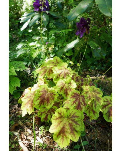 Гейхера гібридна Ред Лайт | Гейхера гибридная Ред Лайт | Heuchera hybrida Red Lightning