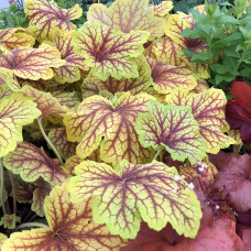 Гейхера гібридна Ред Лайт | Гейхера гибридная Ред Лайт | Heuchera hybrida Red Lightning