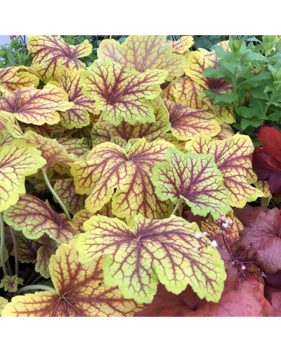 Гейхера гібридна Ред Лайт | Гейхера гибридная Ред Лайт | Heuchera hybrida Red Lightning