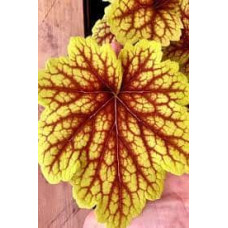 Гейхера гібридна Ред Лайт | Гейхера гибридная Ред Лайт | Heuchera hybrida Red Lightning