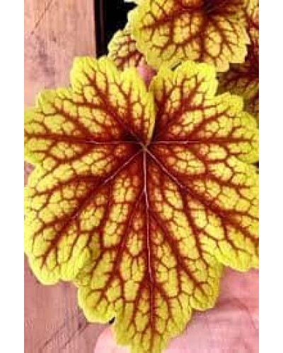 Гейхера гібридна Ред Лайт | Гейхера гибридная Ред Лайт | Heuchera hybrida Red Lightning
