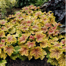 Гейхера гібридна Ред Лайт | Гейхера гибридная Ред Лайт | Heuchera hybrida Red Lightning