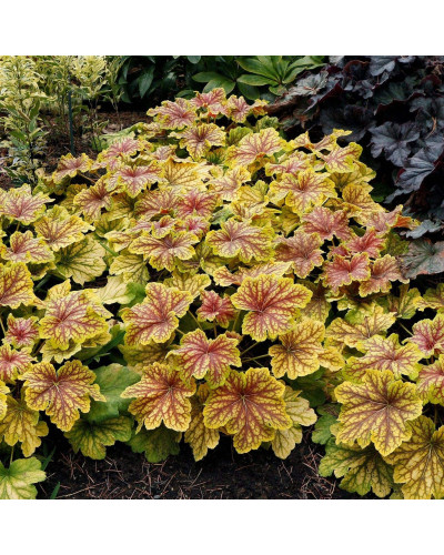 Гейхера гібридна Ред Лайт | Гейхера гибридная Ред Лайт | Heuchera hybrida Red Lightning