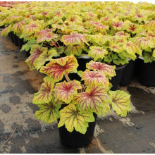 Гейхера гібридна Ред Лайт | Гейхера гибридная Ред Лайт | Heuchera hybrida Red Lightning