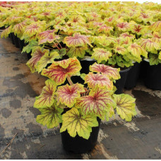 Гейхера гібридна Ред Лайт | Гейхера гибридная Ред Лайт | Heuchera hybrida Red Lightning