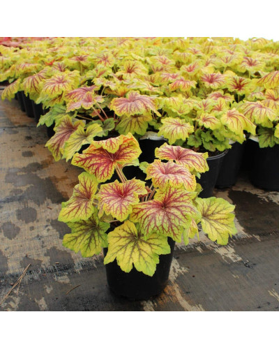 Гейхера гібридна Ред Лайт | Гейхера гибридная Ред Лайт | Heuchera hybrida Red Lightning