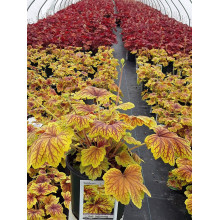 Гейхера гібридна Ред Лайт | Гейхера гибридная Ред Лайт | Heuchera hybrida Red Lightning