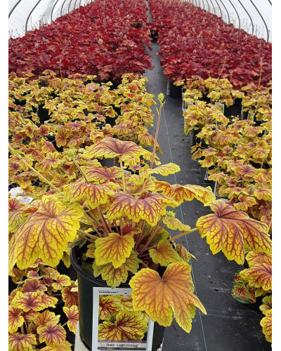 Гейхера гібридна Ред Лайт | Гейхера гибридная Ред Лайт | Heuchera hybrida Red Lightning