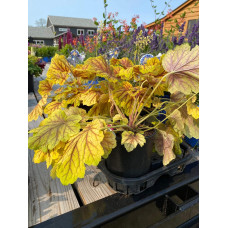 Гейхера гібридна Ред Лайт | Гейхера гибридная Ред Лайт | Heuchera hybrida Red Lightning