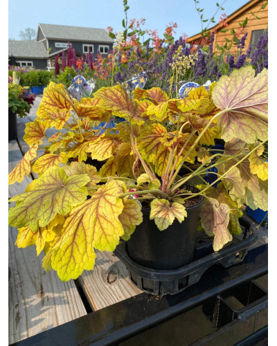 Гейхера гібридна Ред Лайт | Гейхера гибридная Ред Лайт | Heuchera hybrida Red Lightning