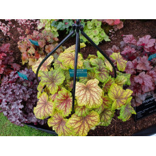 Гейхера гібридна Ред Лайт | Гейхера гибридная Ред Лайт | Heuchera hybrida Red Lightning
