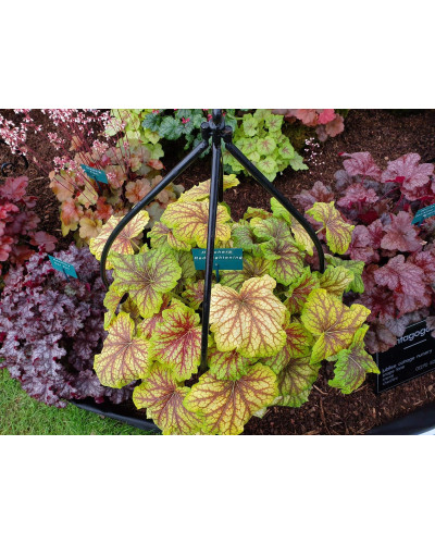 Гейхера гібридна Ред Лайт | Гейхера гибридная Ред Лайт | Heuchera hybrida Red Lightning