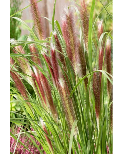 Пеннісетум лисохвостий Ред Хед | Pennisetum alopecuroides Red Head | Пеннисетум лисохвостый Ред Хед