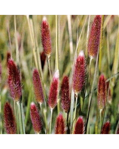 Пеннісетум лисохвостий Ред Хед | Pennisetum alopecuroides Red Head | Пеннисетум лисохвостый Ред Хед