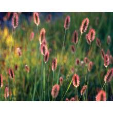 Пеннісетум лисохвостий Ред Хед | Pennisetum alopecuroides Red Head | Пеннисетум лисохвостый Ред Хед