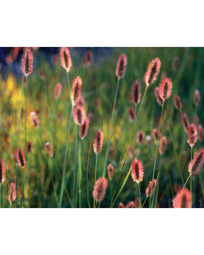 Пеннісетум лисохвостий Ред Хед | Pennisetum alopecuroides Red Head | Пеннисетум лисохвостый Ред Хед