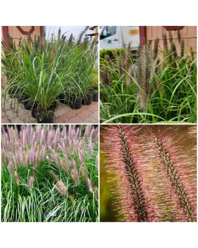 Пеннісетум лисохвостий Ред Хед | Pennisetum alopecuroides Red Head | Пеннисетум лисохвостый Ред Хед