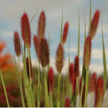 Пеннісетум лисохвостий Ред Хед | Pennisetum alopecuroides Red Head | Пеннисетум лисохвостый Ред Хед