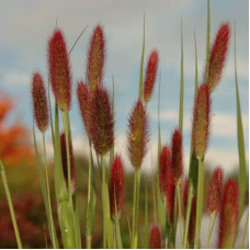 Пеннісетум лисохвостий Ред Хед | Pennisetum alopecuroides Red Head | Пеннисетум лисохвостый Ред Хед