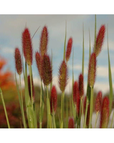 Пеннісетум лисохвостий Ред Хед | Pennisetum alopecuroides Red Head | Пеннисетум лисохвостый Ред Хед