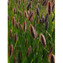 Пеннісетум лисохвостий Ред Хед | Pennisetum alopecuroides Red Head | Пеннисетум лисохвостый Ред Хед