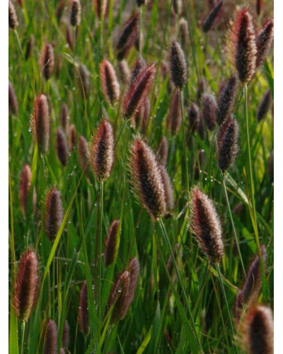 Пеннісетум лисохвостий Ред Хед | Pennisetum alopecuroides Red Head | Пеннисетум лисохвостый Ред Хед