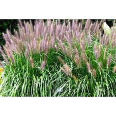 Пеннісетум лисохвостий Ред Хед | Pennisetum alopecuroides Red Head | Пеннисетум лисохвостый Ред Хед