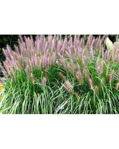 Пеннісетум лисохвостий Ред Хед | Pennisetum alopecuroides Red Head | Пеннисетум лисохвостый Ред Хед