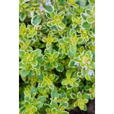 Чебрець лимонний Голден Лемон | Thymus citriodorus Golden Lemon | Тимьян лимонный Голден Лемон