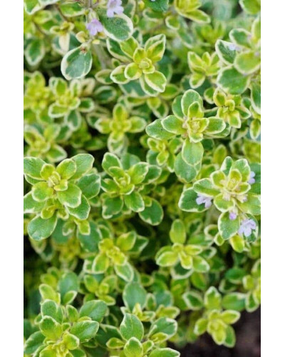 Чебрець лимонний Голден Лемон | Thymus citriodorus Golden Lemon | Тимьян лимонный Голден Лемон